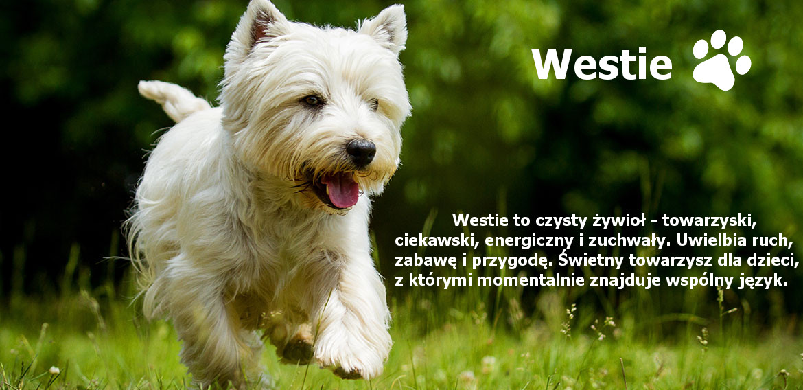 Najważniejsze zmiany w Westie 2.0 w porównaniu ze starszym model